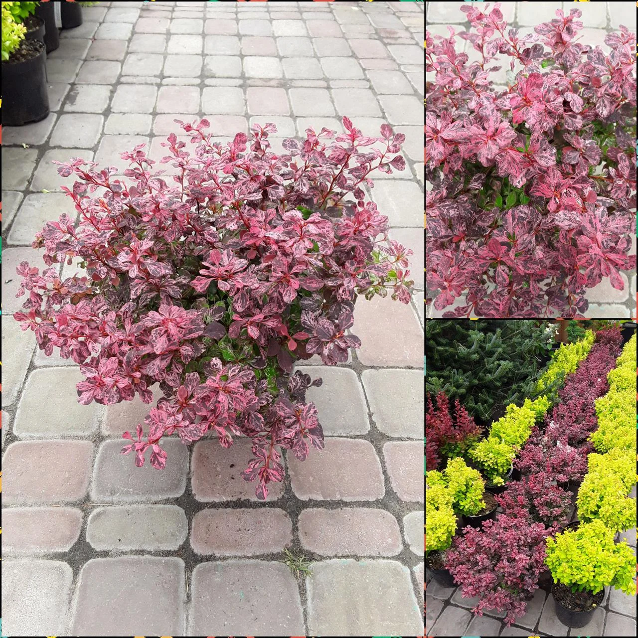 Барбарис (берберис) Тунберга Inspiration Барбарис (берберис) Тунберга Inspiration