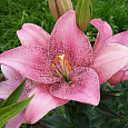 Лилия ЛА-гибрид Свит Шугар