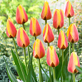 Тюльпан Уорлд Пис Тюльпан Уорлд Пис