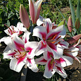 Лилия ОТ-гибрид Гаучо
