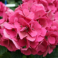 Гортензия крупнолистовая Шаперон Руж
