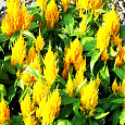 Целозия перистая Брайт Спаркс Брайт Еллоу