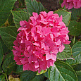 Гортензия крупнолистовая Пиа