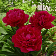 Пион травянистый Ред Мэджик Пион травянистый Ред Мэджик