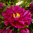 Пион травянистый Карл Розенфельд Пион травянистый Карл Розенфельд