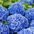 Гортензия крупнолистовая Бодензи