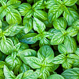 Базилик  Зеленый лайм