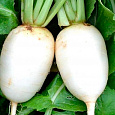 Редис Осенний гигант Редис Осенний гигант