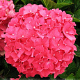 Гортензия крупнолистовая Форевэ Гортензия крупнолистовая Форевэ