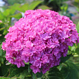 Гортензия крупнолистовая Ю энд ми тугезе