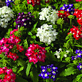 Вербена гибридная Причуда