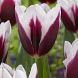 Тюльпан Триумф Шпицберген