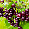 Черешня Бряночка