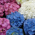Гортензия крупнолистная Mix Гортензия крупнолистная Mix