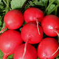 Редис Рубин Редис Рубин