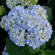 Гортензия крупнолистовая Адриа Блю