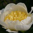 Пион молочноцветковый Gold Standard Пион молочноцветковый Gold Standard