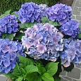 Гортензия крупнолистовая Блау Цверг Гортензия крупнолистовая Блау Цверг