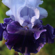 Ирис германский Lovely Again