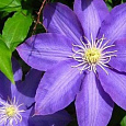 Клематис (Ломонос) гибридный H.F Young