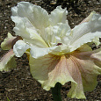 Ирис сибирский Wynne Magnolia