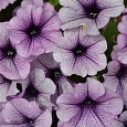 Петуния мультифлора Ура Оушен микс