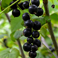 Смородина черная Деликатес