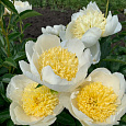 Пион молочноцветковый Gold Standard Пион молочноцветковый Gold Standard
