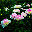 Пион травянистый Расберри Сандей Пион травянистый Расберри Сандей