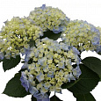 Гортензия крупнолистовая Кокин Блю