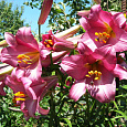 Лилия трубчатая Пинк Перфекшн