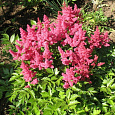 Астильба гибридная Файрберри