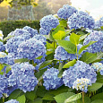 Гортензия крупнолистовая Бодензи