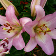 Лилия ЛА-гибрид Самур
