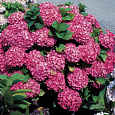 Гортензия крупнолистовая Гловин Эмбес