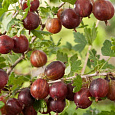 Крыжовник  Финик