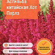 Астильба китайская Хот Перлз Астильба китайская Хот Перлз