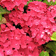Гортензия крупнолистовая Лихтфайр