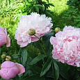Пион травянистый Алерти