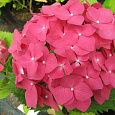Гортензия крупнолистовая Шаперон Руж