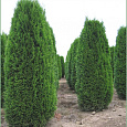 Туя западная Green Egg