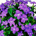 Броваллия красивая Сине-фиолетовая