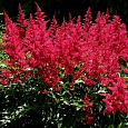 Астильба Арендса Бургунди Ред